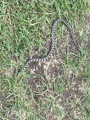 Pantherophis ramspotti