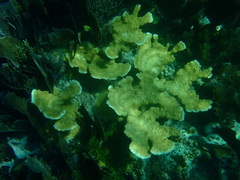 Acropora palmata