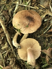 Tricholoma fulvum