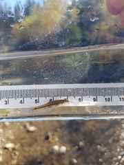 Rhinichthys cataractae