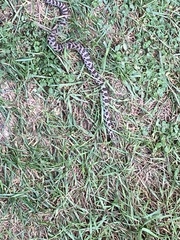 Pantherophis ramspotti