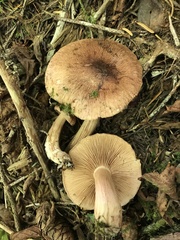 Tricholoma fulvum