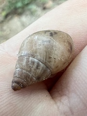 Bulimulus bonariensis