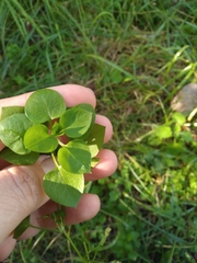 Stellaria media
