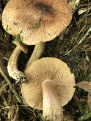 Tricholoma fulvum
