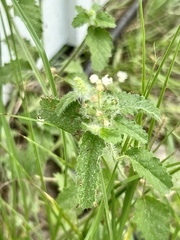 Croton glandulosus
