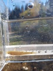 Rhinichthys cataractae