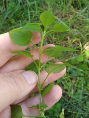 Stellaria media