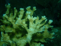 Acropora palmata