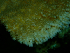 Acropora palmata