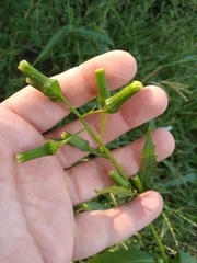 Erechtites hieraciifolius