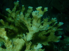 Acropora palmata