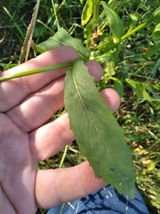 Erechtites hieraciifolius