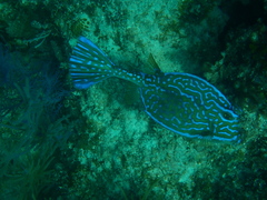 Acanthostracion quadricornis