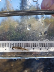 Rhinichthys cataractae