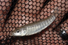 Fundulus majalis
