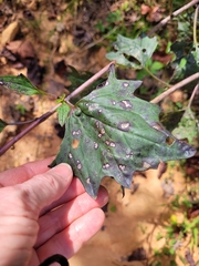 Arnoglossum atriplicifolium