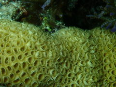 Palythoa caribaeorum