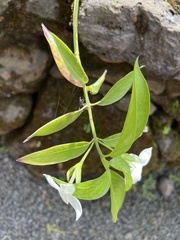 Kadua fluviatilis