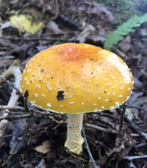 Amanita