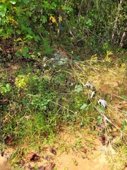 Arnoglossum atriplicifolium
