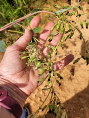 Arnoglossum atriplicifolium