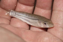 Fundulus majalis