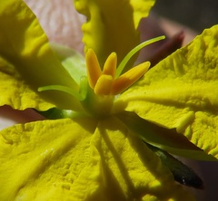 Hibbertia pustulata