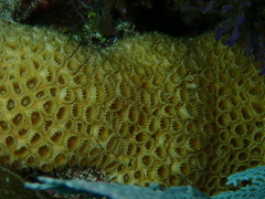 Palythoa caribaeorum