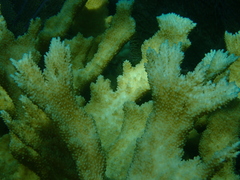 Acropora palmata