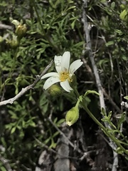 Bahia ambrosioides