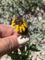 Helianthus laciniatus