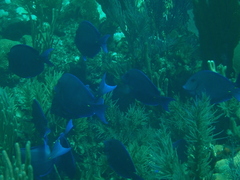 Acanthurus coeruleus