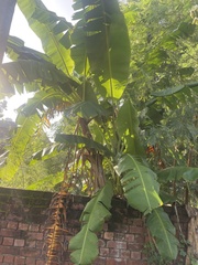 Musa × paradisiaca