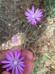 Xeranthemum squarrosum