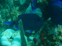Acanthurus coeruleus
