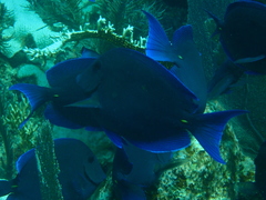 Acanthurus coeruleus