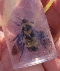 Bombus fraternus