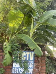Musa × paradisiaca