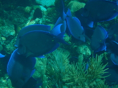 Acanthurus coeruleus