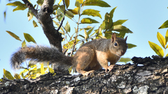 Sciurus alleni