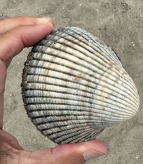 Clinocardium nuttallii