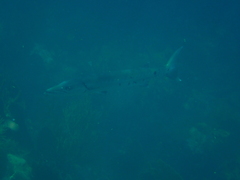 Sphyraena barracuda