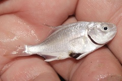 Trachinotus carolinus