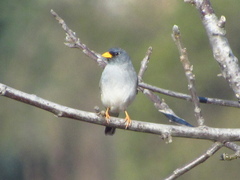 Rhopospina alaudina