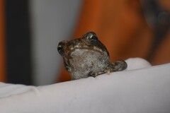 Rhinella limensis