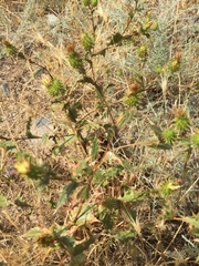Cousinia chlorocephala