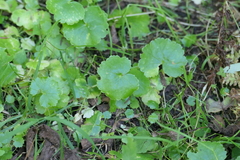 Hydrocotyle americana