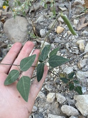 Strophostyles helvola