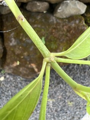 Kadua fluviatilis